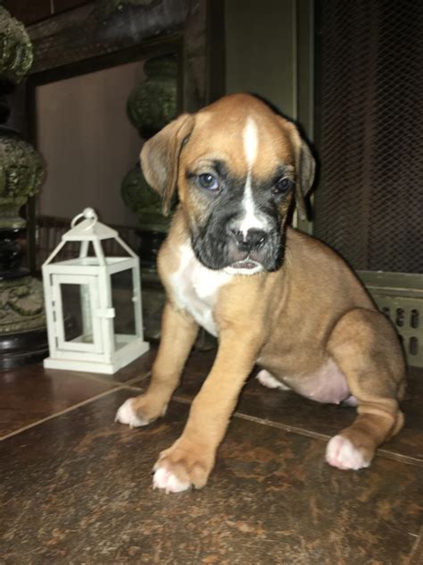 boxer puppies houston tx|akc boxer puppies in texas.